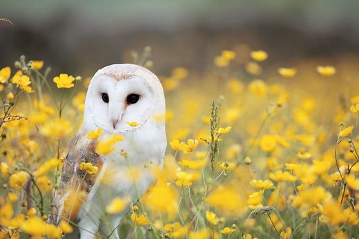 Barn Owl Symbolism and 9 Spiritual Meanings