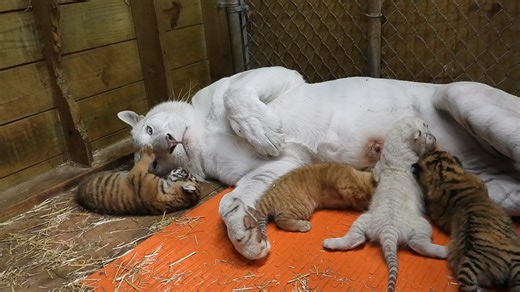 Sit awhile with the Shalom Family. The babies are 21 days old. They are starting to urinate by themselves. Ginger still stimulates them so that they can defecate, but poor mama now has to keep the floors dry too. All the cubs have mastered the skill of walking on all fours, but they are a little shaky when taking steps. The cubs will probably start coming out of the den by the weekend if Ginger allows it. Daily weights: Khona 7# 5oz Sienna 7# 3oz Tigerlee 7# 0oz Reina 6# 4oz We would like to tha