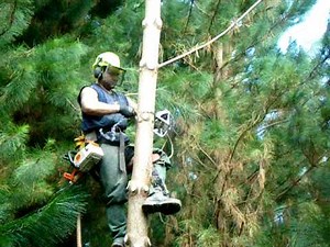 Pinus radiata chainsaw pruning plantation forestry