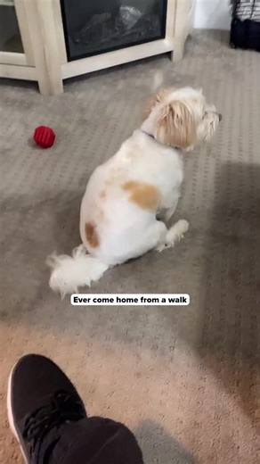 Say goodbye to loose fur, dirt, and unpleasant odors! Uproot Clean Grooming Gloves Pro make grooming effortless while providing a spa-like experience for your pet. Slip on the glove, and groom your pet as if you’re just petting them—it’s that easy! With moisturizing ingredients like shea butter and jojoba oil, you’re not just grooming, you’re caring for their skin and coat too. Dermatologist-tested and hypoallergenic, these glove wipes ensure your pet looks and feels their best after every groom