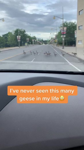 Unbelievable Goose Gathering Caught on Camera