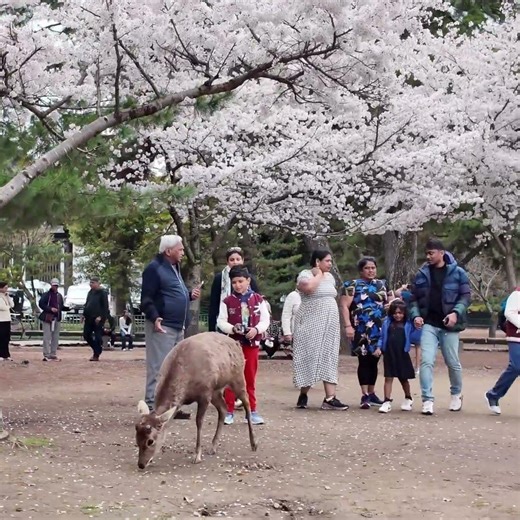 桜の木下で #deerpark #奈良公園 #鹿