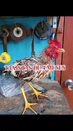¡Casta y Calidad! 🥊 Mis Pollos Taxistas de 4 Meses demostrando Genética #gallos #gallosfinos #fyp