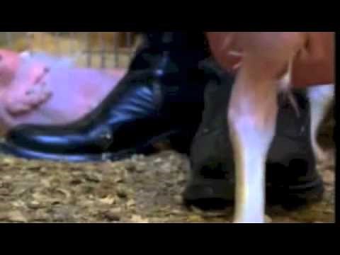 Bald Chickens: An Experiment in Selective Breeding