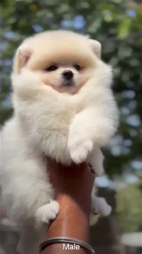 🐶 White Pomeranian Puppy 😍 So Cute You Can't Ignore!