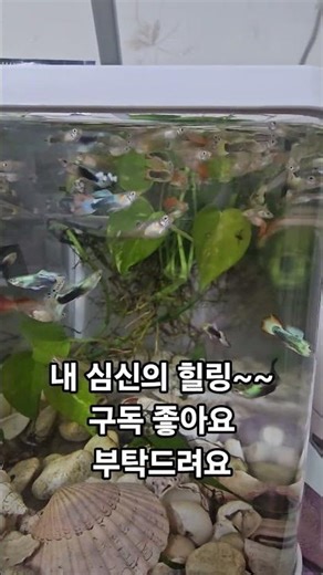 #Goofy #Guppy #GuppyTank #WaterBall #GuppyRaising #Healing #JeongDongWon
