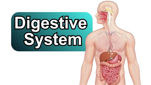 The digestive system breaks down food into nutrients that the body uses for energy, growth, and repair, and then removes waste. It is a long, twisting tube called the gastrointestinal (GI) tract, which includes the mouth, esophagus, stomach, small intestine, large intestine, rectum, and anus. It also involves accessory organs like the liver, pancreas, and gallbladder, which aid in the process. #fblifestyle | Dr. Muhammed Ziya