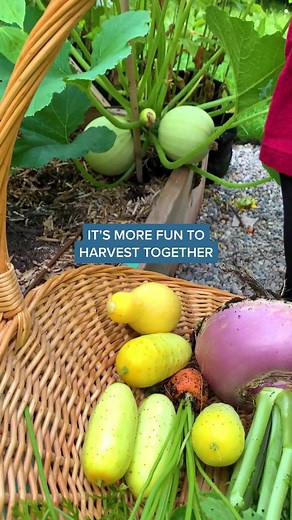 Harvesting Together in the Garden