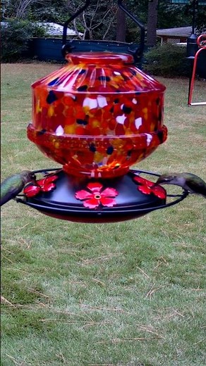 Hummingbird Love Love Too #hummingbird #asmr #squirrel #trending #viral