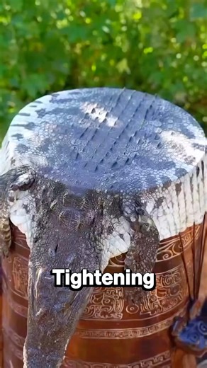 Why Crocodile Skin Is Almost Impossible to Damage