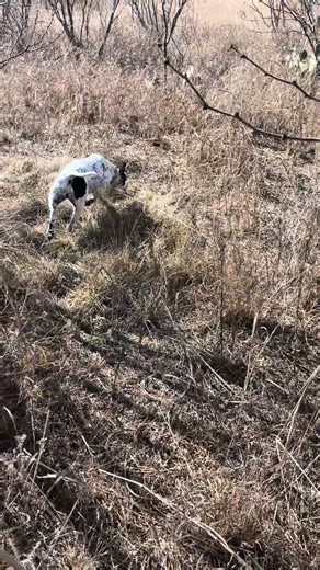 Birddog training #dog #training #birddog