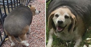 Obese Beagle's Weight Loss Journey Continues To Inspire Healthy Food Choices For Dogs And Humans