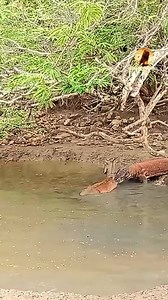 104K views · 462 reactions | Komodo dragon #wildanimal #wildlife #nature #animal #animals #wildlifephotography #wildanimals #wild #naturephotography #animalphotography #photography #bird #animallovers #naturelovers #canon #wildnature #animallover #birds #naturelover #squirrel #perfection #captures #wildlifephotographer #shots #world #art #wildlifeplanet #photooftheday #wildlifephoto #love | Wild Live Show | Facebook