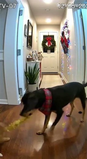 "Cat Vs Dog" Rope Pull Who's Going To Win? 🏆 #cat #dog