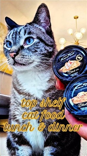 Top shelf cat foods for lunch & dinner