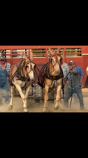 2025 Horse & Mule Pull was a Hoof Stomping Showdown! 💪🏼🧱 Thanks to the participants from Indiana, Kentucky, Tennessee & Louisiana, the Henry County # Fair, the block layer boys & everyone who help this event go off without a hitch! Can’t wait until next year! 🐴🤩 | Amanda McDaniel
