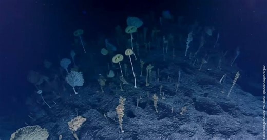 Scientists Spotted Bizarre 'ET-Like' Creatures Under Pacific Ocean — Then, They Took a Closer Look