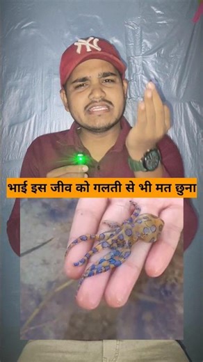 The World’s Deadliest Octopus Caught on Camera #facts #shortsfeed