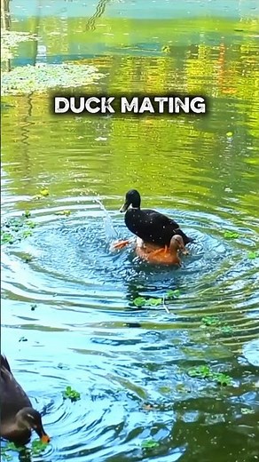 Nature's Instinct: Duck Mating Ritual 🌿 #duckmating #animalbreeding #farmlife #lifecycle #shorts
