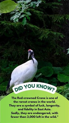 Did You Know? The Red-Crowned Crane – One of the Rarest Birds in the World 🕊️ #BirdFacts #Wildlife