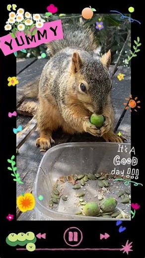 Squirrels Love Eating Yummy Loquat Fruits | #wildlife #animals #nature #food #fruits #loquat