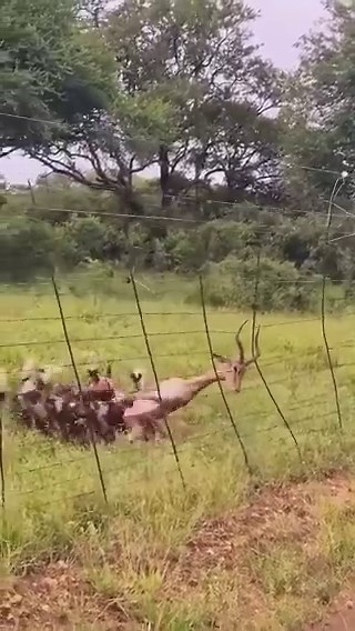 Nature can be heartbreaking and powerful at the same time.A gazelle’s long horns got stuck on a fence, and before long, a rare pack of African wild dogs found a feast. In the wild, nothing goes to waste. Survival is everything.