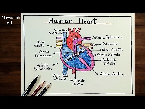 Human Heart labeled diagram drawing/How to draw Human Heart step by step/Human heart anatomy drawing