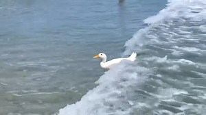 150K views · 442 reactions | 閭 JUST DUCKING OUT FOR A QUACKING SURF 閭...