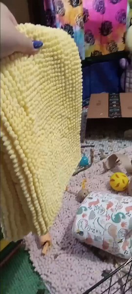 my recent guinea pig haul!! everything I got is completely safe for guinea pigs! #guineapig #guineapigs #guinea #piggies #foryoupage #foryou #fyp #guineapigmom #guineapigcare #guineapigsoftiktok #guineapighaul