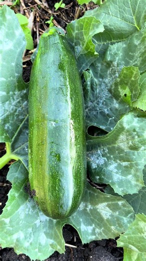 Maximizing Your Courgette Harvest: Tips for Growing