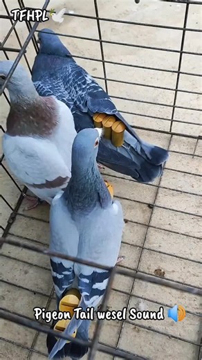 Pigeon Tail Wesel Sound