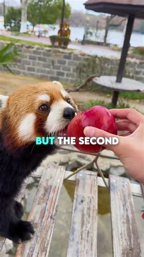 Professional But Cute Thief ❤️🐼.. #shorts