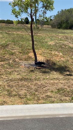 Baby Crow Enjoys Water Bath in Australia