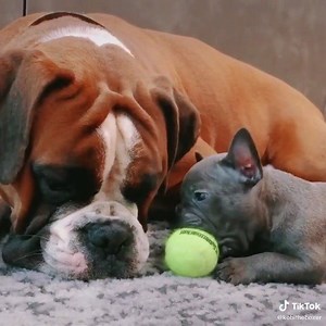 83K views · 1.3K reactions | Does your Boxer have a tiny bestie? credit: https://www.tiktok.com/@kobitheboxer | I Love My Boxers | Facebook