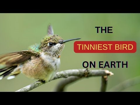 Meet the Tiniest Bird | The Bee Hummingbird