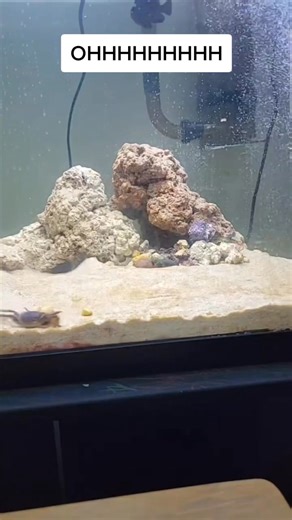 #saltwateraquarium #pufferfish #tucanaquatics #tucan #fyp #mantisshrimp | Mantis Shrimp