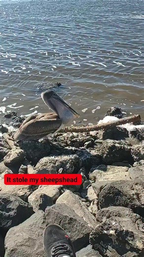 Lance Billiot on Instagram: "This pelican ain't nice like the other one. It stole my sheepshead. #fishing #saltwaterfishing #fish #Louisiana"