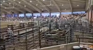 It was a PACKED house last year at West Allis, WI, and I expect tomorrow to be the same! 🙌 We’re bucking bulls at the Case IH coliseum tomorrow night at 7pm and you won’t want to miss it! The toughest bulls and bull riders are in West Allis. 💪 #TuffHedemanBullRiding | Tuff Hedeman