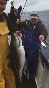 1.7K views · 72 reactions | After seeing flock of over 2000 Gannets feeding, threw some big lures down in amongst it to see what was feeding. Big shoal of Coalfish all 20lb+ fish, fight like steam trains. Bernie Forshaw leading the way, top notch UK fishing. | Species Hunt UK | Facebook