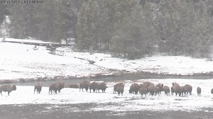 Bison herd chases off a grizzly bear in the Upper Geyser Basin as seen yesterday through the Old Faithful & Upper Geyser Basin Livestream Webcam! Watch anytime at https://www.yellowstone.org/old-faithful-streaming-webcam/. You’ll see eruptions of Old Faithful and have the potential to see other eruptions from geysers like Beehive and Lion. You never know what else you may see! The livestream webcam is made possible through a grant from Canon USA to Yellowstone Forever. | Yellowstone Forever