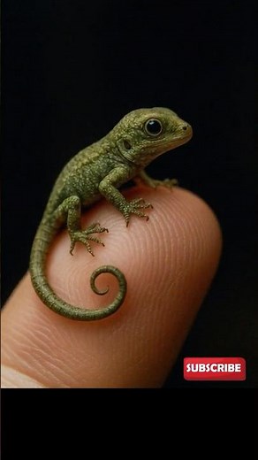 Tiny Baby Gecko on a Finger! Cutest Reptile Moment Up Close #gecko #lizard