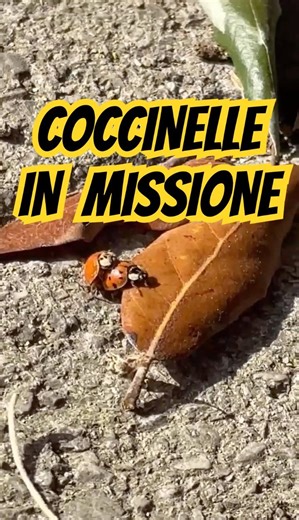 Missione: Nuove Coccinelle!