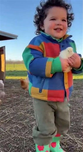 Cute Kid Steals Baby Chick 😂🐥 Angry Hens Chase Him | Funniest Farm Video