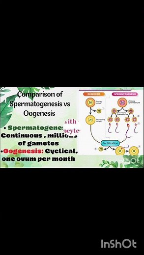 Spermatogenesis vs Oogenesis | NEET Quick Revision | Biology Class 12