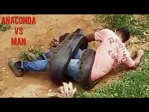 Most watch: Meet the young man escapes constriction coils by big Snack (Anaconda) in forest