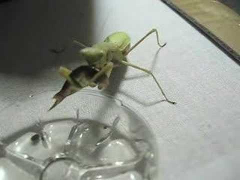 Mantis vs. Goldfish: Mantis and Fish Face-off!