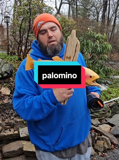 My palomino mount by kevins taxidermy Middletown CT! #fishtok #fishing #troutfishing #rainbowtrout #palomino