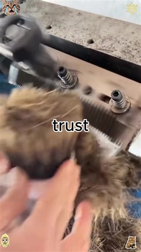 😭😭@TheJubalShowJubal in the morning radio program “Brooke and Jubal”#brookeandjubal#brookandjubalinthemorning#seconddate#seconddateupdate#prank