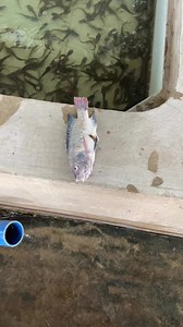 53K views · 394 reactions | Tilapiang walang kamatayan para sa hito #asfarmingph #hitofarming #farmph #farmingph #Hito #catfish #tips | As Farming Philippines | Facebook