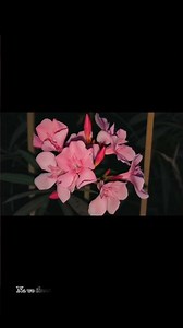 EID ki SHAAM!!!!!! Edited by me ❣️ subscribe for more. #eid #nature #cinematic # #momin #muslim